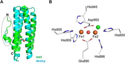 Bacterial hemerythrin domain-containing oxygen and redox sensors: Versatile roles for oxygen and redox signaling